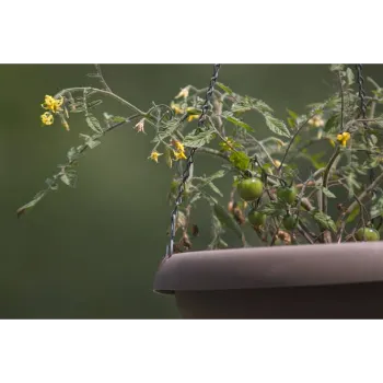 Organic Tomato Plant